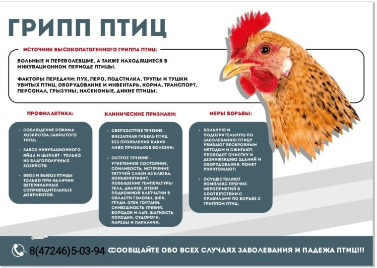 Памятка для населения по предупреждению птичьего гриппа. Памятка для населения по предупреждению птичьего гриппа.